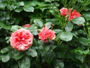 Rosarium Uetersen ® (Pot 5L)