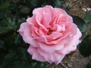 Super Pink (Pot 5L)