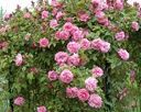 Zephirine Drouhin (Pot 5L)