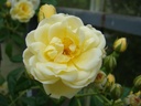 Aglaia (Pot 5L)
