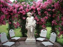 American Pillar (Pot 5L)