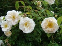 Auguste Gervais (Pot 5L)
