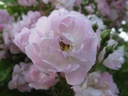 Bagatelle (Pot 5L)