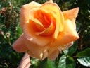 Barbara Ann ® (Pot 5L)