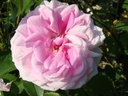 Blairii no. 2 (Pot 5L)