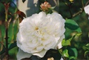 Sombreuil (Pot 5L)