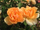 Crépuscule (Pot 5L)