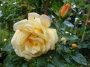 Dreaming Spires (Pot 5L)