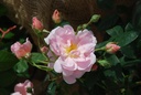 Eilike ® (Pot 5L)