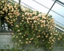Fortune's Double Yellow (Pot 5L)