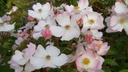 Francis E. Lester (Pot 5L)