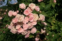 Frau Eva Schubert (Pot 5L)