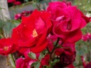 Guirlande Fleurie (Pot 5L)