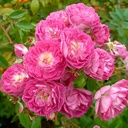 Hermann Schmidt (Pot 5L)