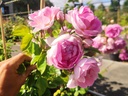 Jasmina ® (Pot 5L)