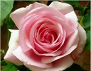 Kathleen Harrop (Pot 5L)