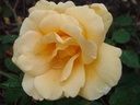 Lady Hillingdon, clg. (Pot 5L)