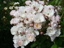 Lady James (Pot 5L)