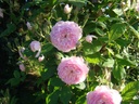 Laure Davoust (Pot 5L)