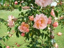 Leontine Gervais (Pot 5L)