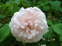 Mme. Alfred Carrière (Pot 5L)