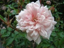 Mme. Alice Garnier (Pot 5L)