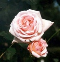 Mme. Butterfly, clg. (Pot 5L)