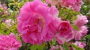 Mme. Sancy de Parabère (Pot 5L)