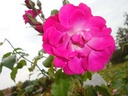 Mme. Solvay ® (Pot 5L)