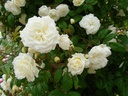 Madeleine Selzer (Pot 5L)