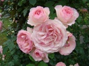 Mini Eden Rose ® (Pot 5L)