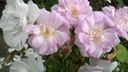 Narrow Water (Pot 5L)