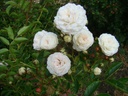 Pemberton's White Rambler (Pot 5L)