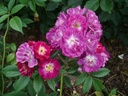 Perennial Blue ® (Pot 5L)