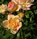 Phyllis Bide (Pot 5L)