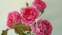 Pink Cloud (Pot 5L)