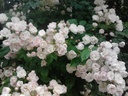 Princesse Marie (Pot 5L)