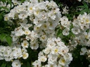 Rambling Rector (Pot 5L)
