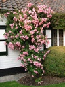 Raubritter (Pot 5L)