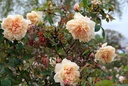 Rêve d'Or (Pot 5L)
