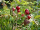 R. arvensis (Pot 1.3L)