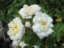 R. arvensis plena (Pot 5L)