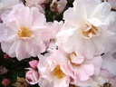 R. arvensis 'Splendens' (Pot 5L)