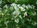 R. helenae (Pot 5L)