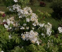 R. moschata (Pot 5L)