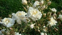 R. moschata plena (Pot 5L)