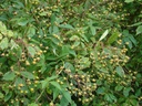 R. rubus (Pot 5L)