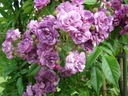 Rose-Marie Viaud (Pot 5L)