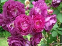 Rosengarten Zweibrücken ® (Pot 5L)