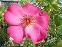 Roville ® (Pot 1.3L)